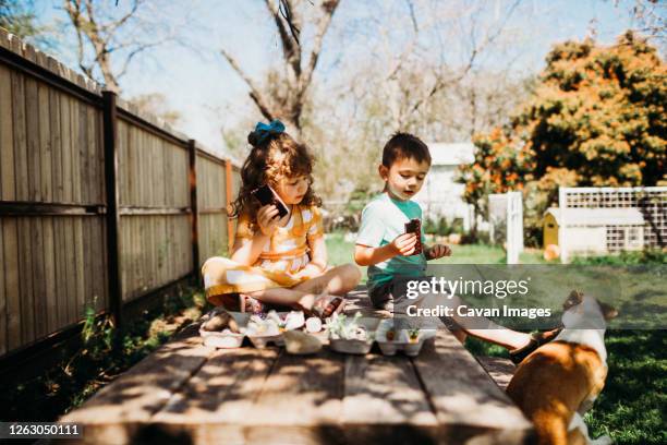 preschool age siblings sitting on picnic table eating icecream - toddler eating sandwich stock-fotos und bilder