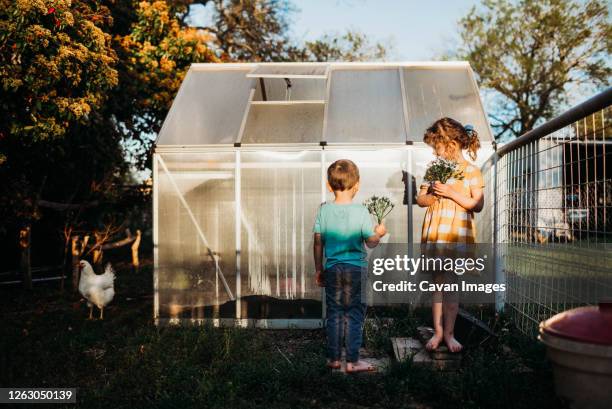 young kids standing outside backyard green house holding flowers - home golden hour stock pictures, royalty-free photos & images