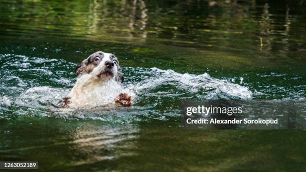 beautiful corgi dog is swimming in a mountain river. sunny weather. summer. - dog swimming stock pictures, royalty-free photos & images