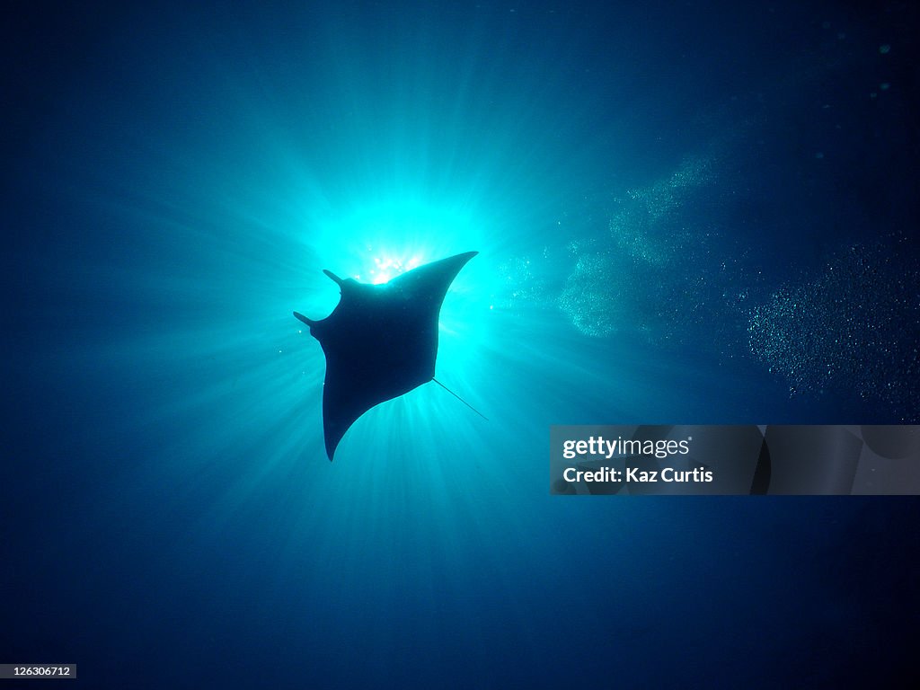 Silhouette of Manta Ray