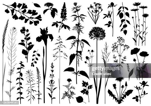 plants silhouettes - dandelion leaf stock illustrations