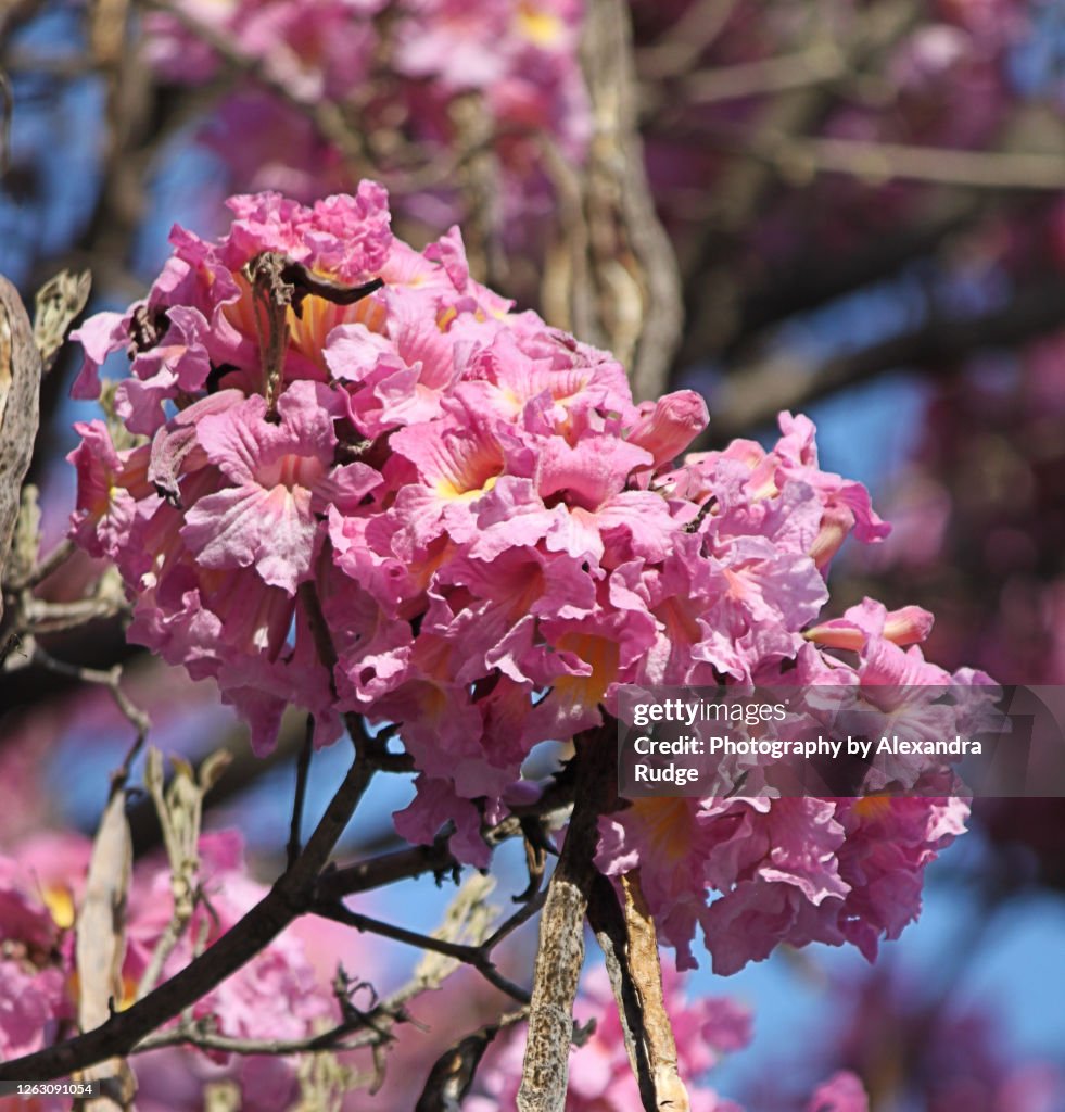 Pink trumpet.