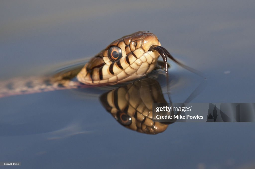 Grass Snake swimming