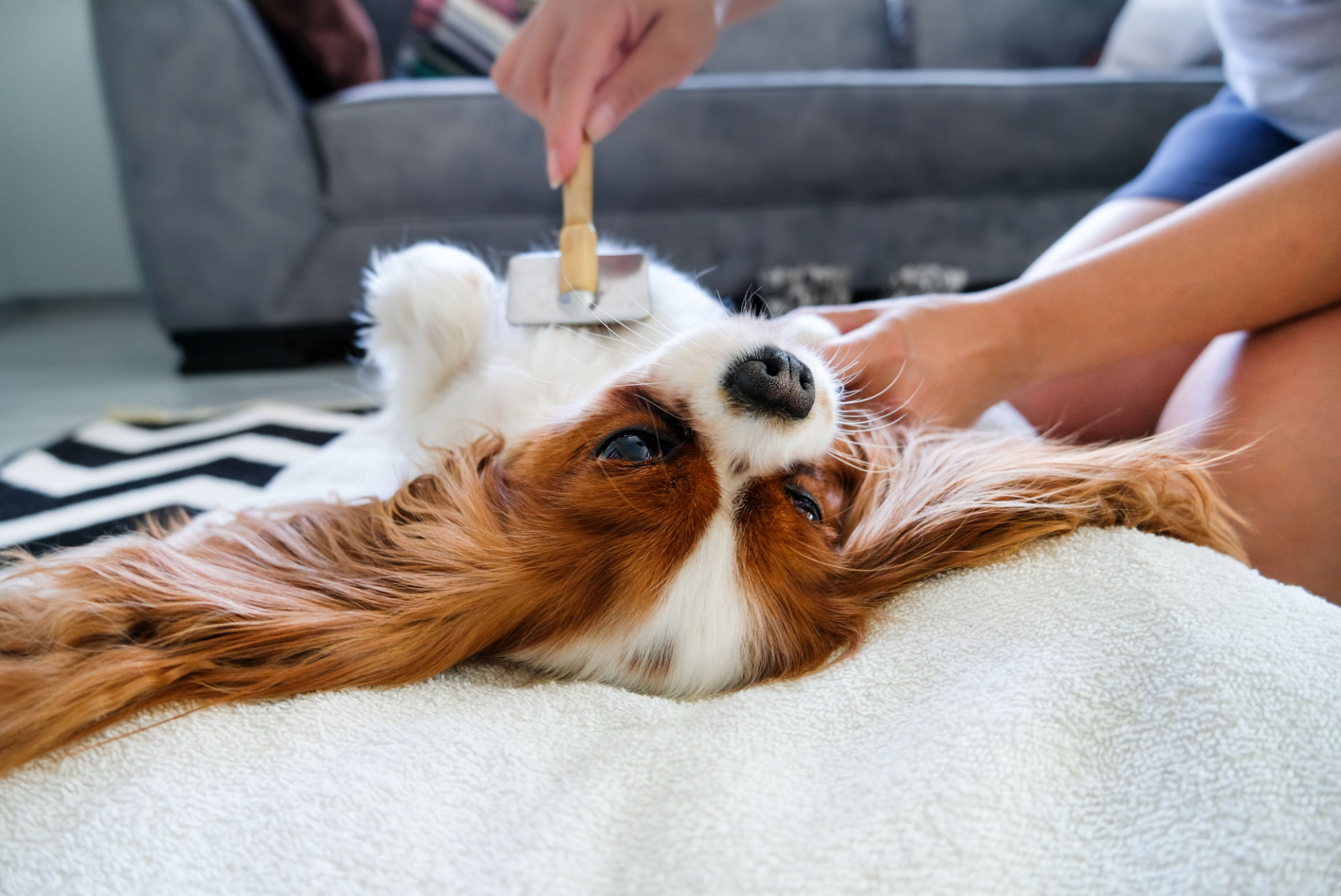 brushing dog