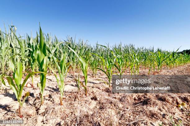 corn field during drought in seine et marne, france - farming drought stock pictures, royalty-free photos & images