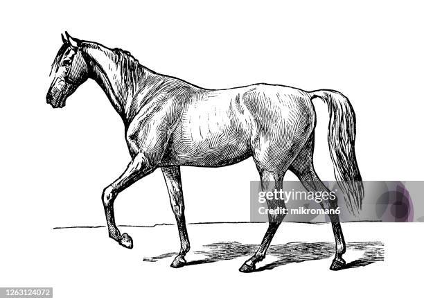 old engraved illustration of the exterior of the horse, equine anatomy - horse tail stock pictures, royalty-free photos & images