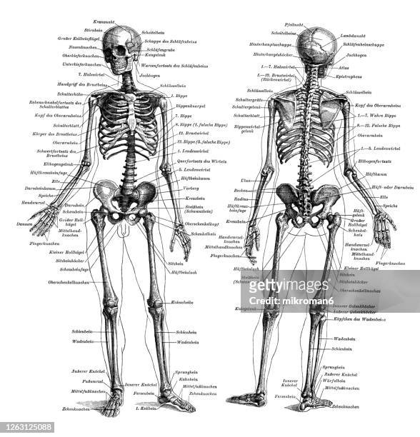 old engraved illustration of the human skeleton - parte del cuerpo humano fotografías e imágenes de stock