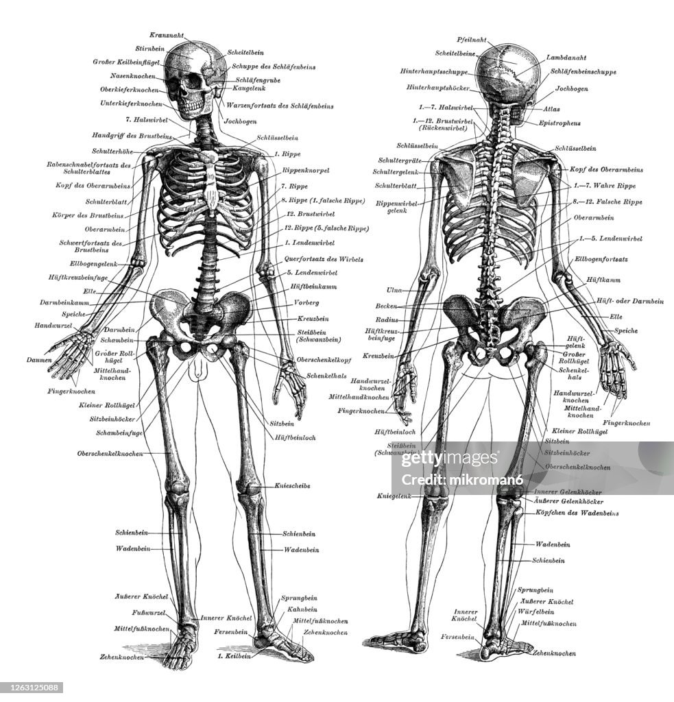 Old engraved illustration of The human skeleton