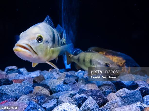 Muhammad Fish Muhammad Fish Photos and Premium High Res Pictures - Getty Images