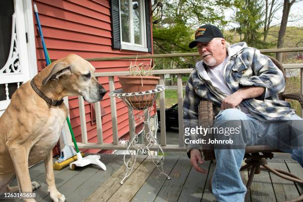 越南老兵有樂趣坐在後院與寵物大丹麥。 - memorial day dog 個照片及圖片檔
