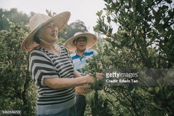 an asian chinese active senior couple plucking the lime calamondin from the lime tree during weekend sunny morning