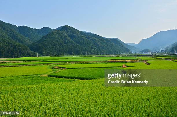 yamaguchi district rice filed landscape - fukuoka prefecture ストックフォトと画像