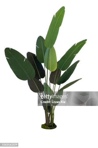 palm leaves - plants white background photos et images de collection