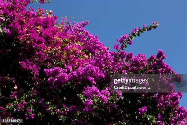 bougainvillea - bougainville foto e immagini stock