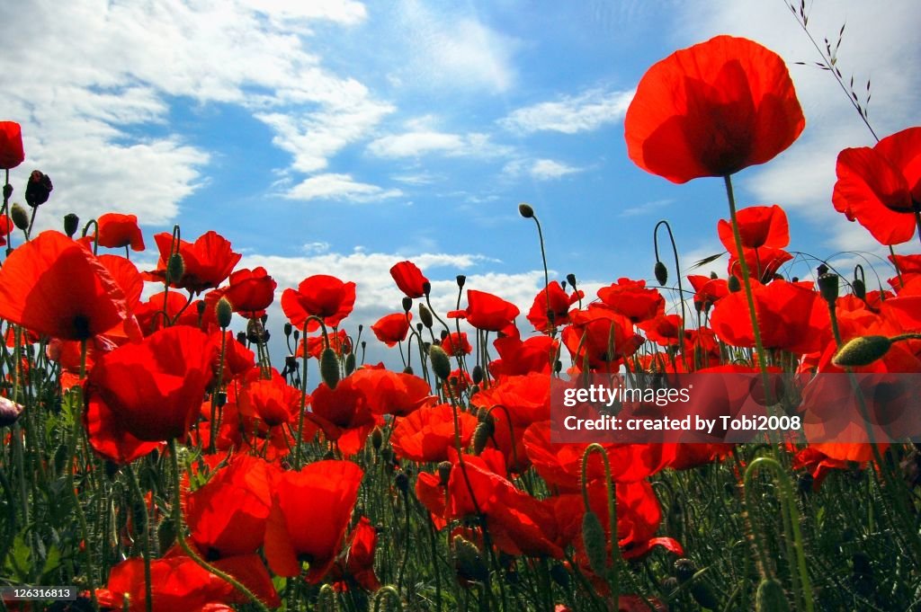 Red poppy flowers field