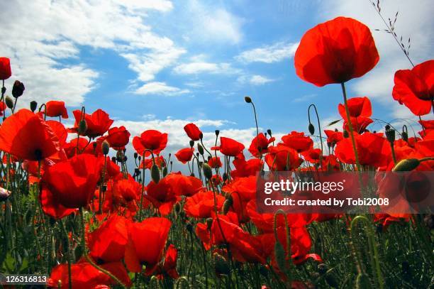 red poppy flowers field - oriental poppy imagens e fotografias de stock