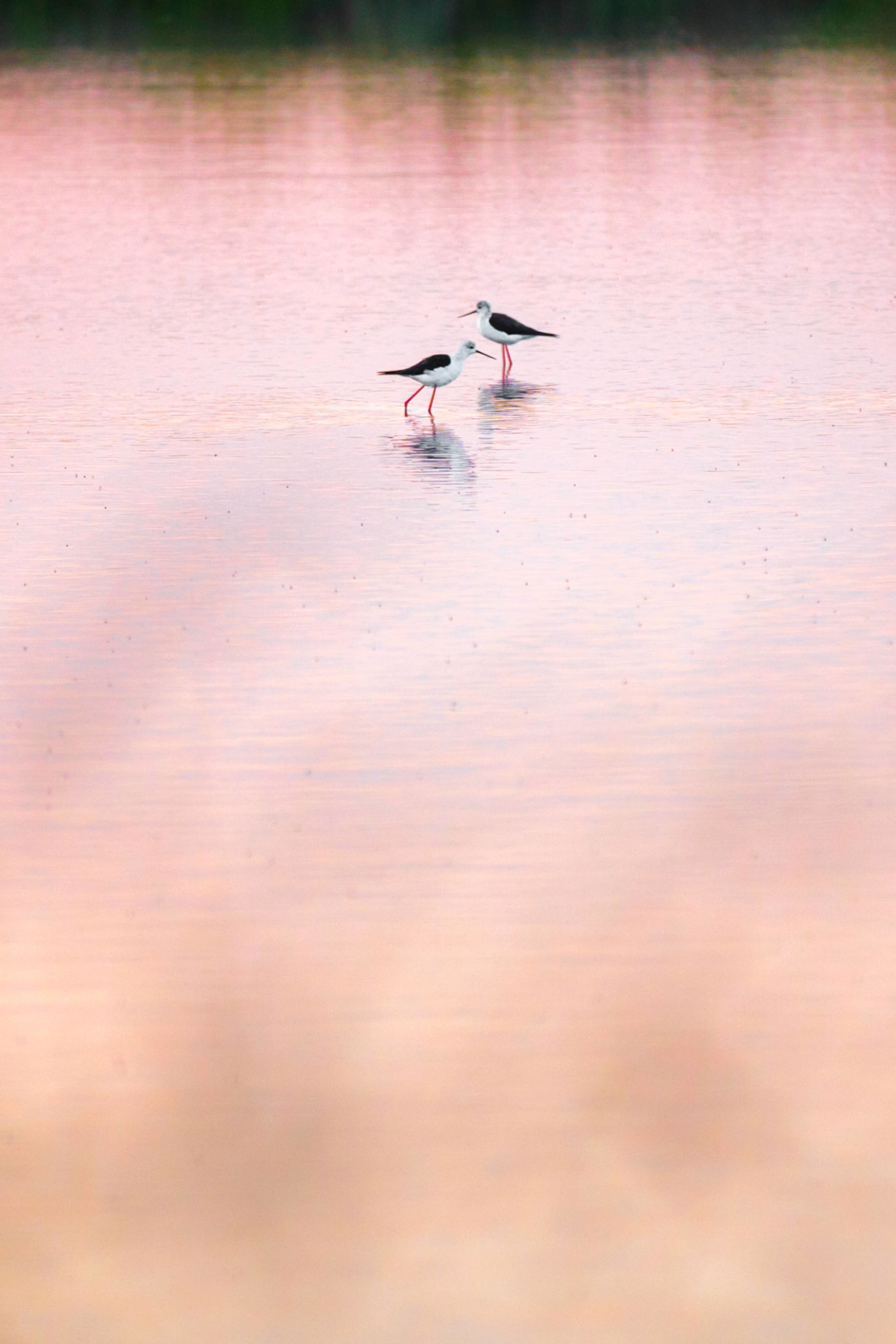 marais salants