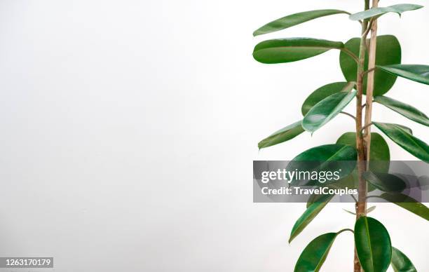 home plant ficus on a light background with empty copy space for text. rubber plant leaves on white background. - rubber tree stock pictures, royalty-free photos & images
