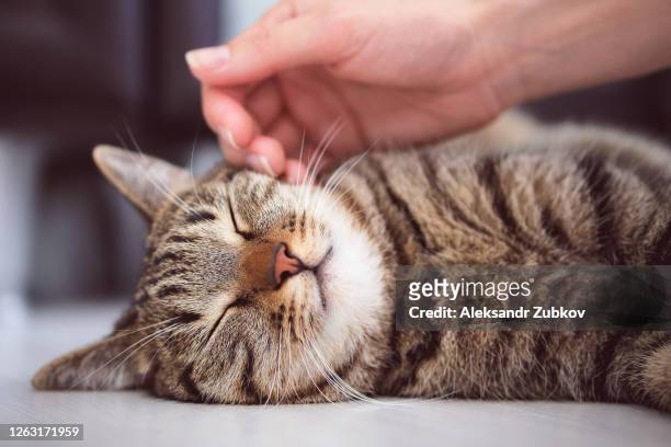 a girl or woman is stroking a sleeping striped fluffy gray kitten with her hand. the cat is lying on the floor and resting, relaxing. a shelter for homeless animals. - shorthair cat stock pictures, royalty-free photos & images