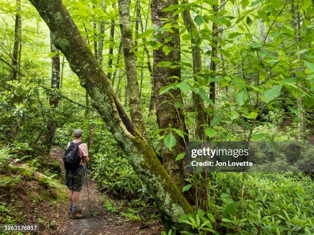 hiker on trail in old growth or primeval forest on appalachian trail - hiking appalachian trail stock pictures, royalty-free photos & images