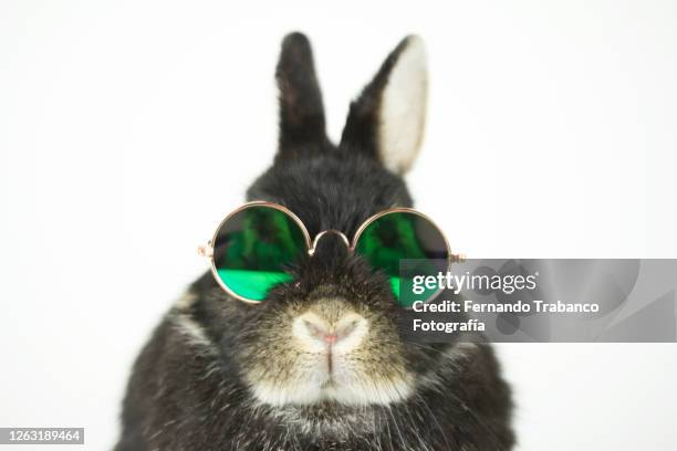 rabbit with glasses - miope and humor fotografías e imágenes de stock