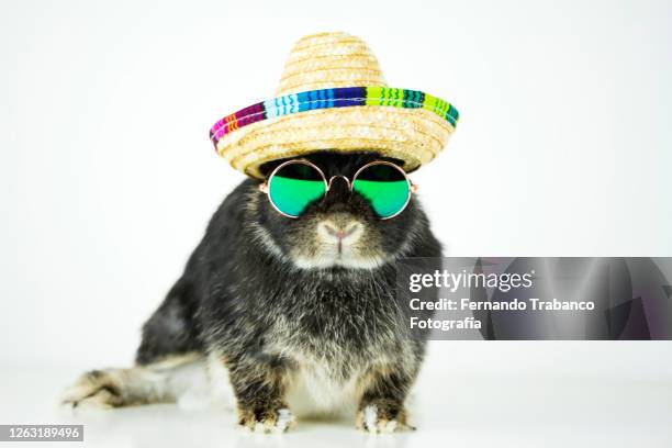 rabbit with glasses and hat - abbigliamento per animali domestici foto e immagini stock