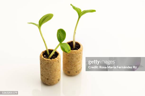 close-up of seedling plant growing from a wine cork stopper isolated on yellow background. - cork stopper 個照片及圖片檔