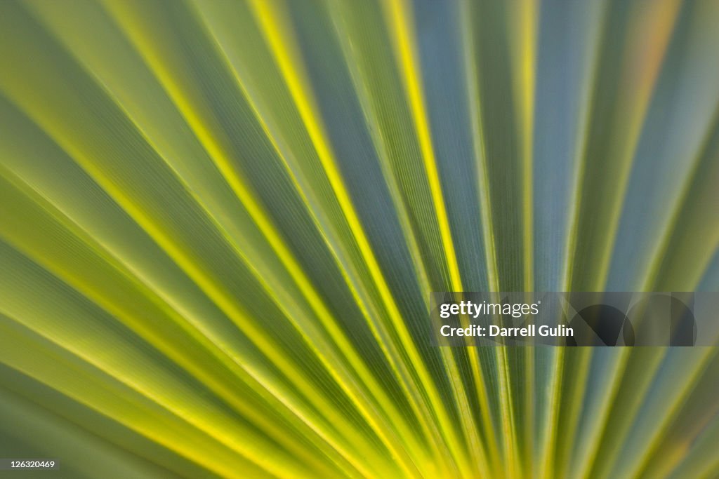 Green Palm Leaf Fan