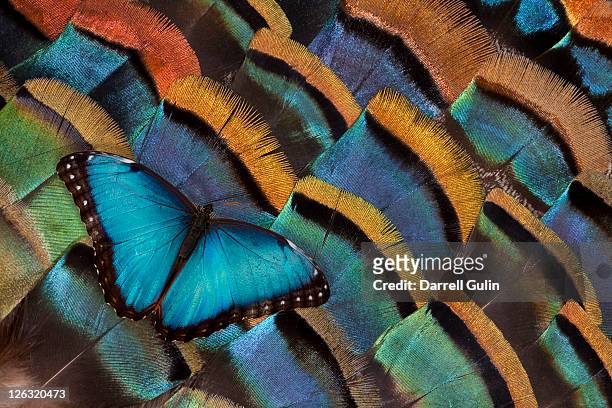 blue morpho butterfly on oscellated turkey feather - camouflage photography stock pictures, royalty-free photos & images