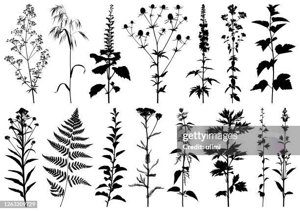 ilustraciones, imágenes clip art, dibujos animados e iconos de stock de siluetas de plantas - herbal medicine