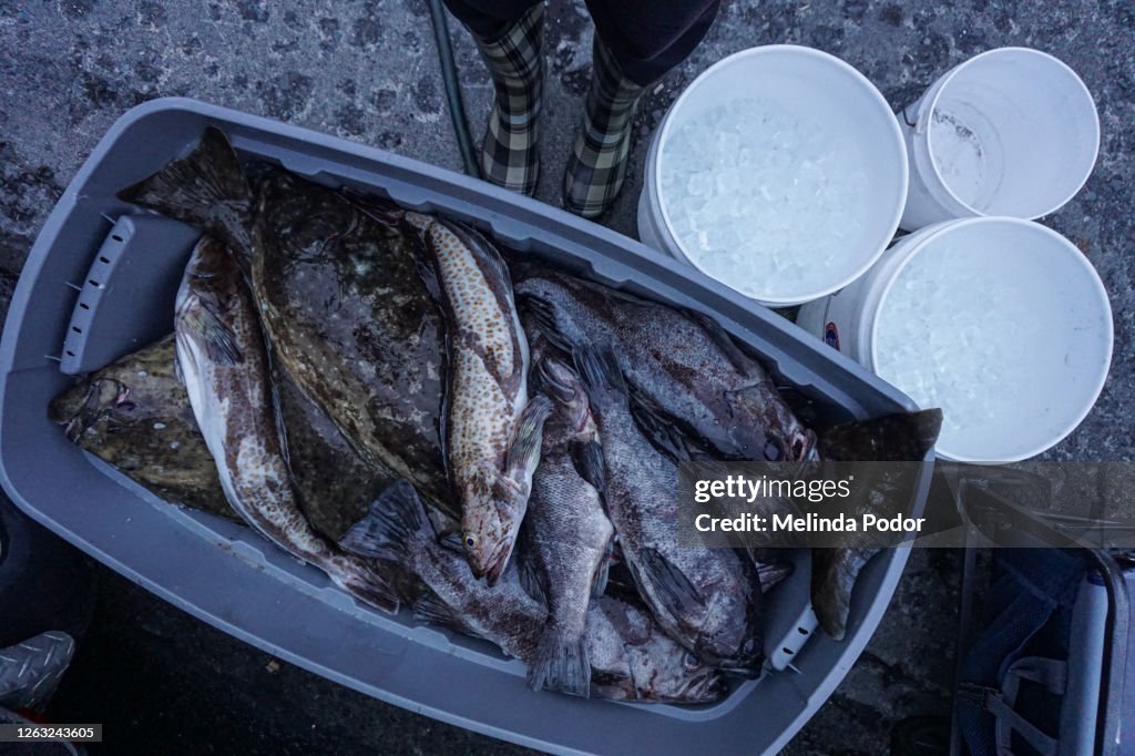 Freshly caught rockfish, halibut, and lingcod