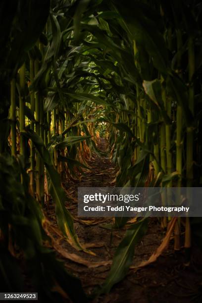 mysterious corn field - iowa farm stock pictures, royalty-free photos & images