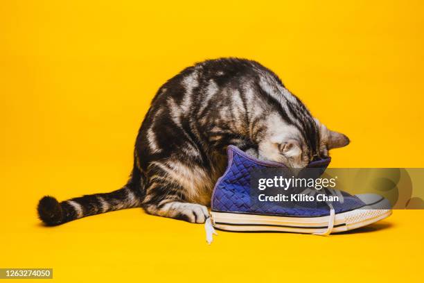 funny cat playing with a blue canvas shoe - gato travieso fotografías e imágenes de stock