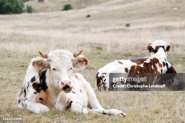 246 Prim Holstein Stock Photos High Res Pictures And Images Getty 246-prim-holstein-stock-photos-high-res-pictures-and-images-getty