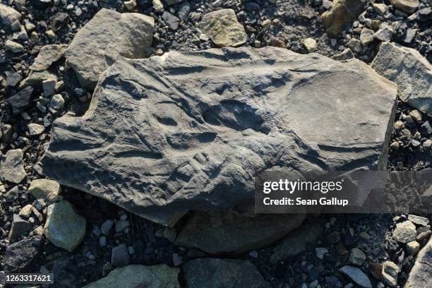 The fossil of a fern likely tens of millions of years old lies etched in a rock during a summer heat wave on Svalbard archipelago on July 29, 2020...