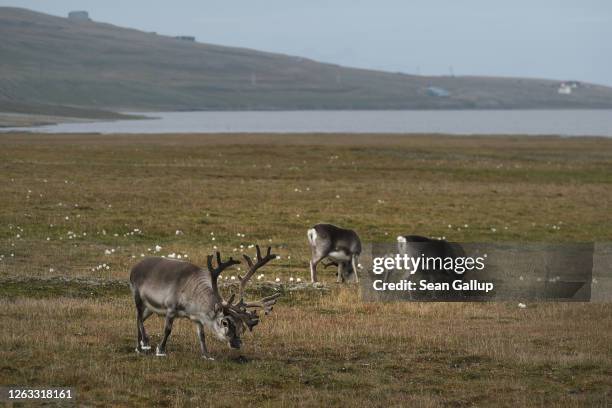 Svalbard reindeer graze during a summer heat wave on Svalbard archipelago on July 29, 2020 near Longyearbyen, Norway. The Svalbard reindeer are...