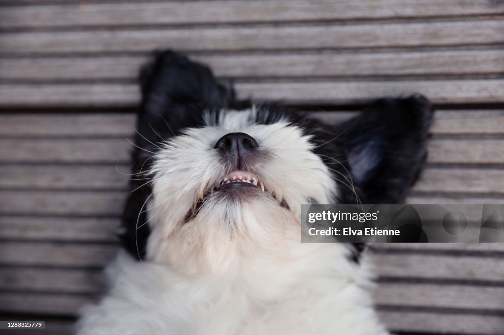 Headshot of a black and white puppy lying on back with primary teeth visible