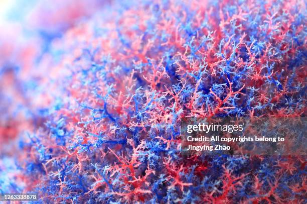close up of human capillary specimen - hematology stock pictures, royalty-free photos & images
