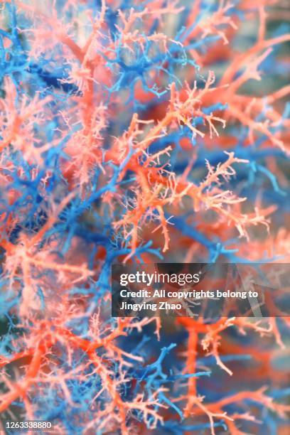 close up of human capillary specimen - kapillare stock-fotos und bilder