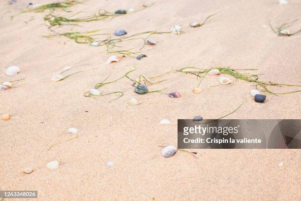 shells and seaweed rest on the sand of a beach - scute stock pictures, royalty-free photos & images