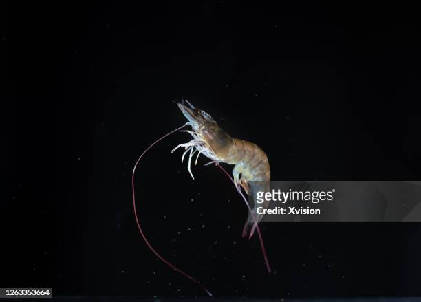 fresh live shrimp flying in mid air with blackbackground sync in high speed - räka bildbanksfoton och bilder