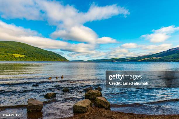 the majestic highland scenery of slavonian grebe birds  at loch ness - scotland (uk) - loch ness - fotografias e filmes do acervo