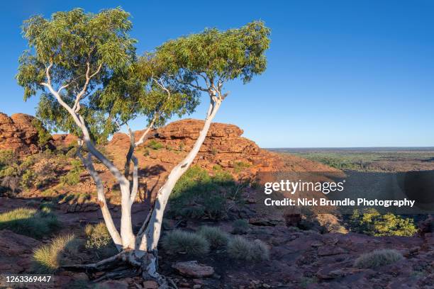 kings canyon, northern territory, australia - kings canyon australia stockfoto's en -beelden