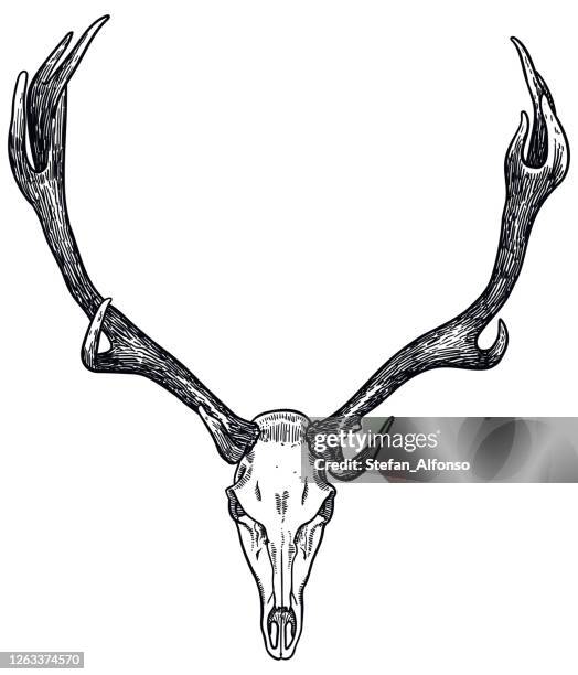 stockillustraties, clipart, cartoons en iconen met vectortekening van een schedel en geweien van elanden - elk