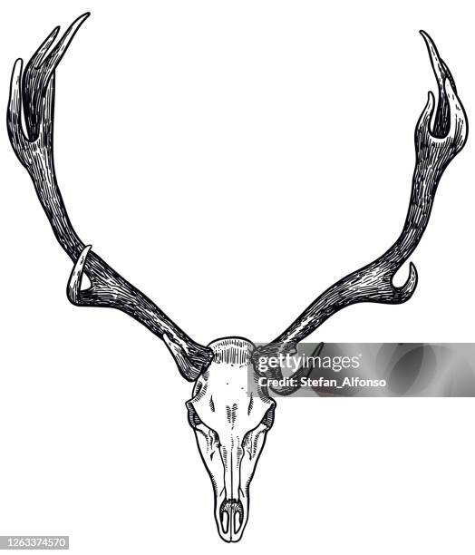 vector drawing of a skull and antlers of elk - moose face stock illustrations