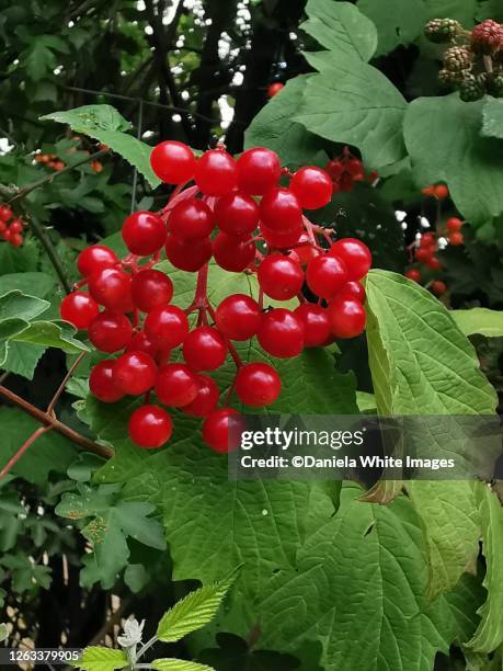 viburnum opulus - viburnum stock pictures, royalty-free photos & images