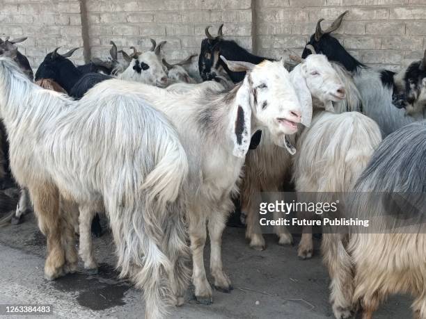 Srinagar, Kashmir, India: Sacrificial animals are kept for sale at a makeshift market ahead of muslim holy festival Eid-Al-Adha in Srinagar, Kashmir,...