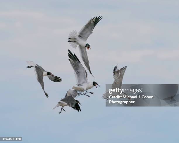 royal tern mobbed by laughing gulls - pursuit stock pictures, royalty-free photos & images