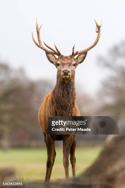 red deer stag - edelhert stockfoto's en -beelden