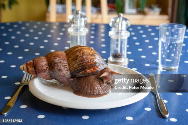 giant african land snail for lunch - cruet stock pictures, royalty-free photos & images
